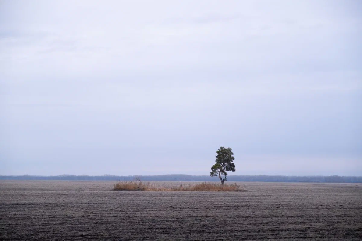 Solitary tree standing in a vast, empty field under a winter sky.