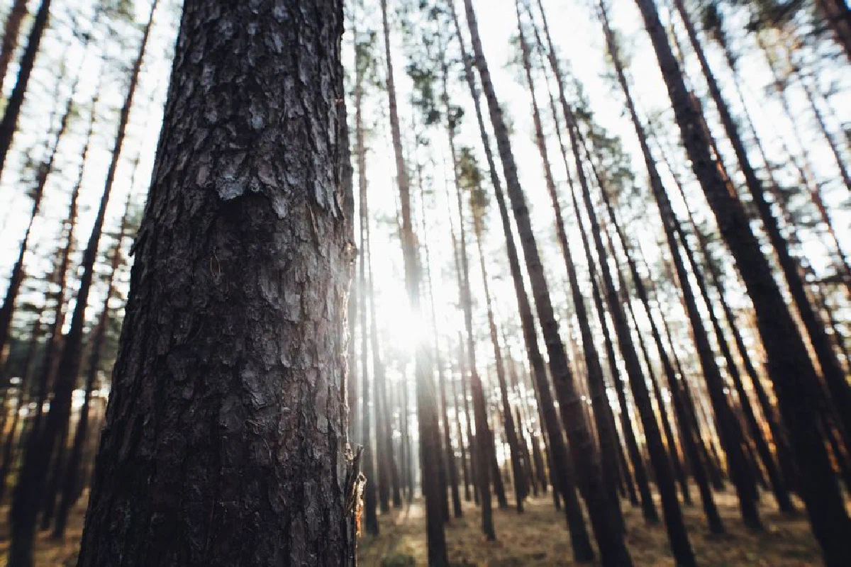 Close-up of tree trunks with sunlight creating a serene forest atmosphere.