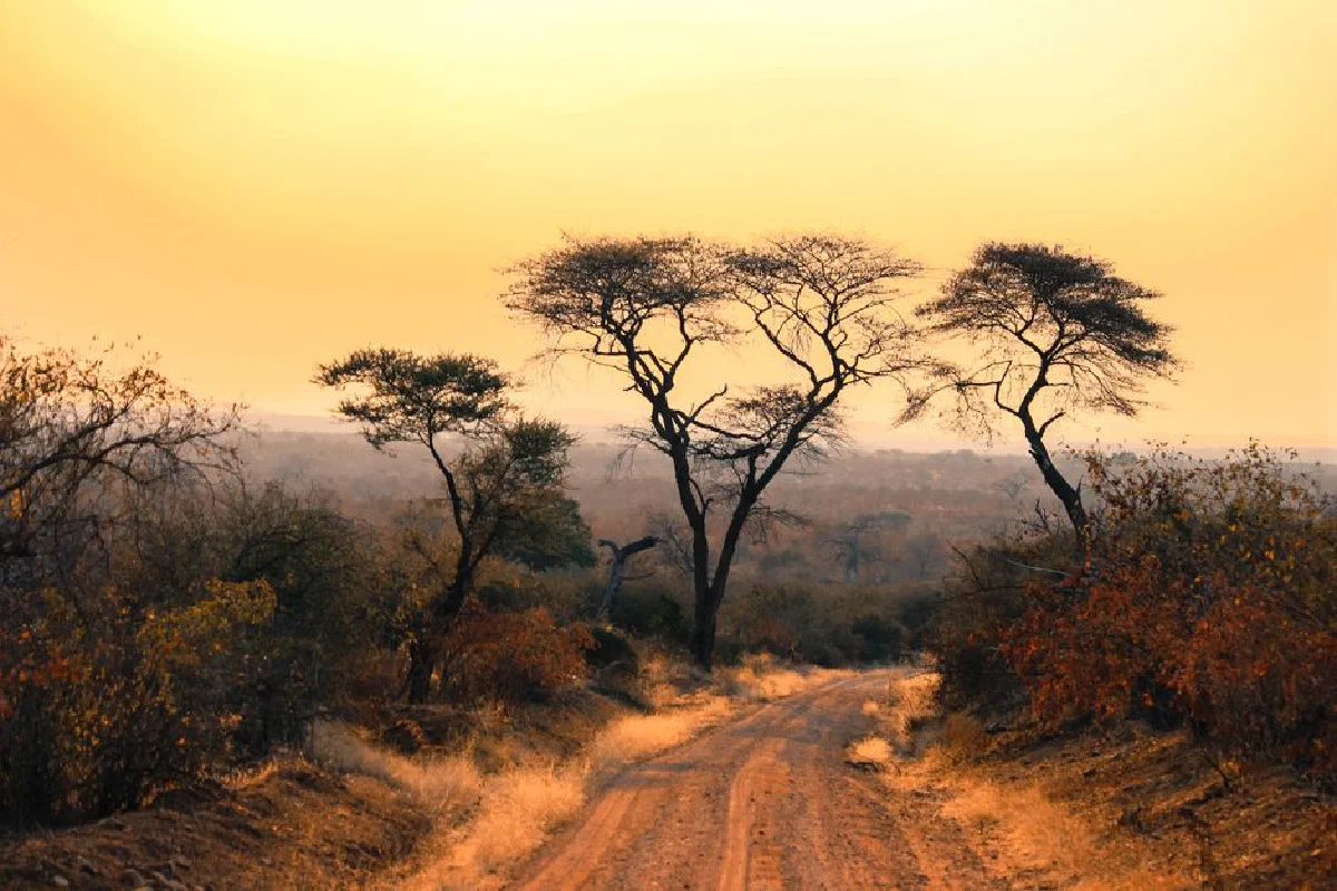 Scenic view of African savannah with acacia trees at sunset, glowing warm tones.