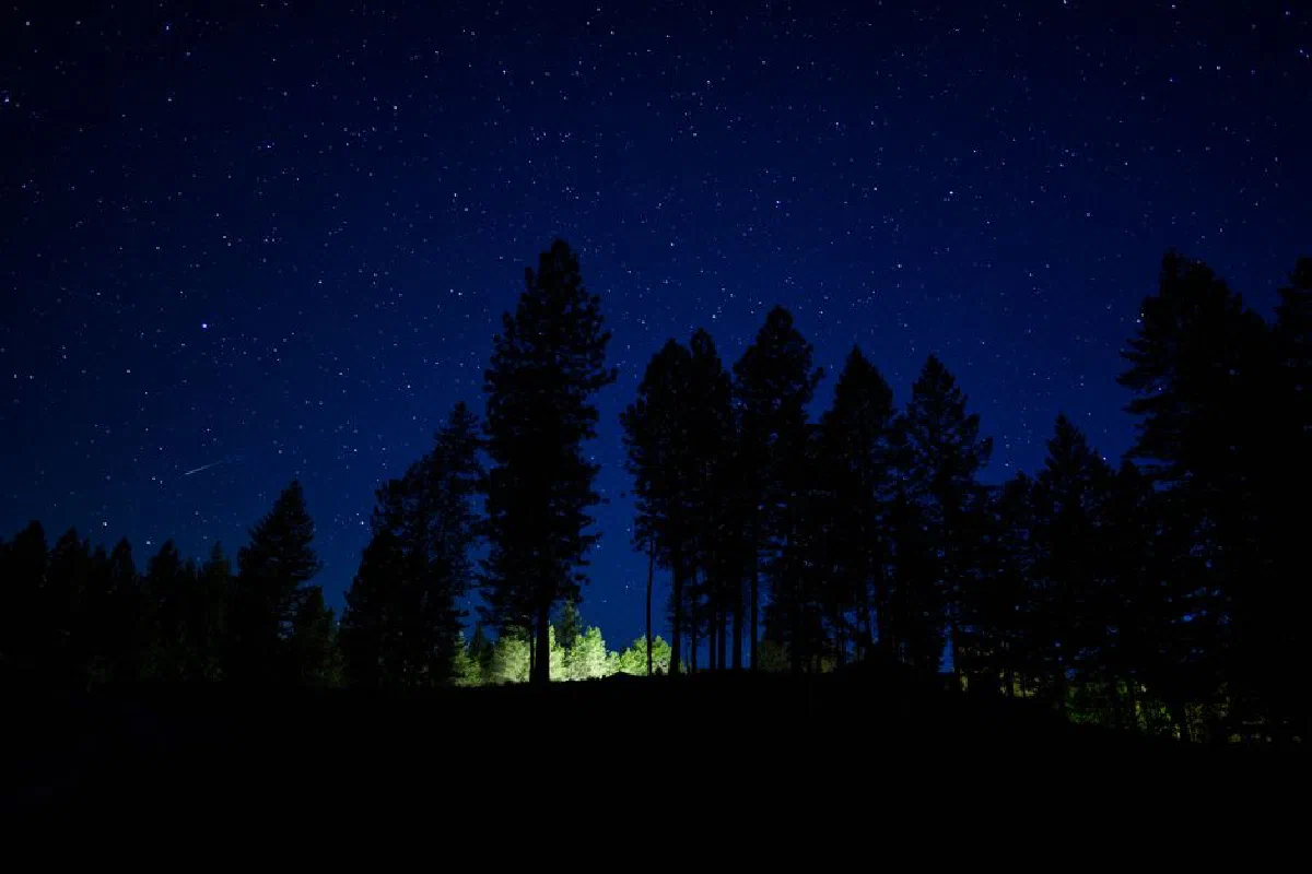 Silhouettes of pine trees against a starry night sky, showcasing nature's beauty.