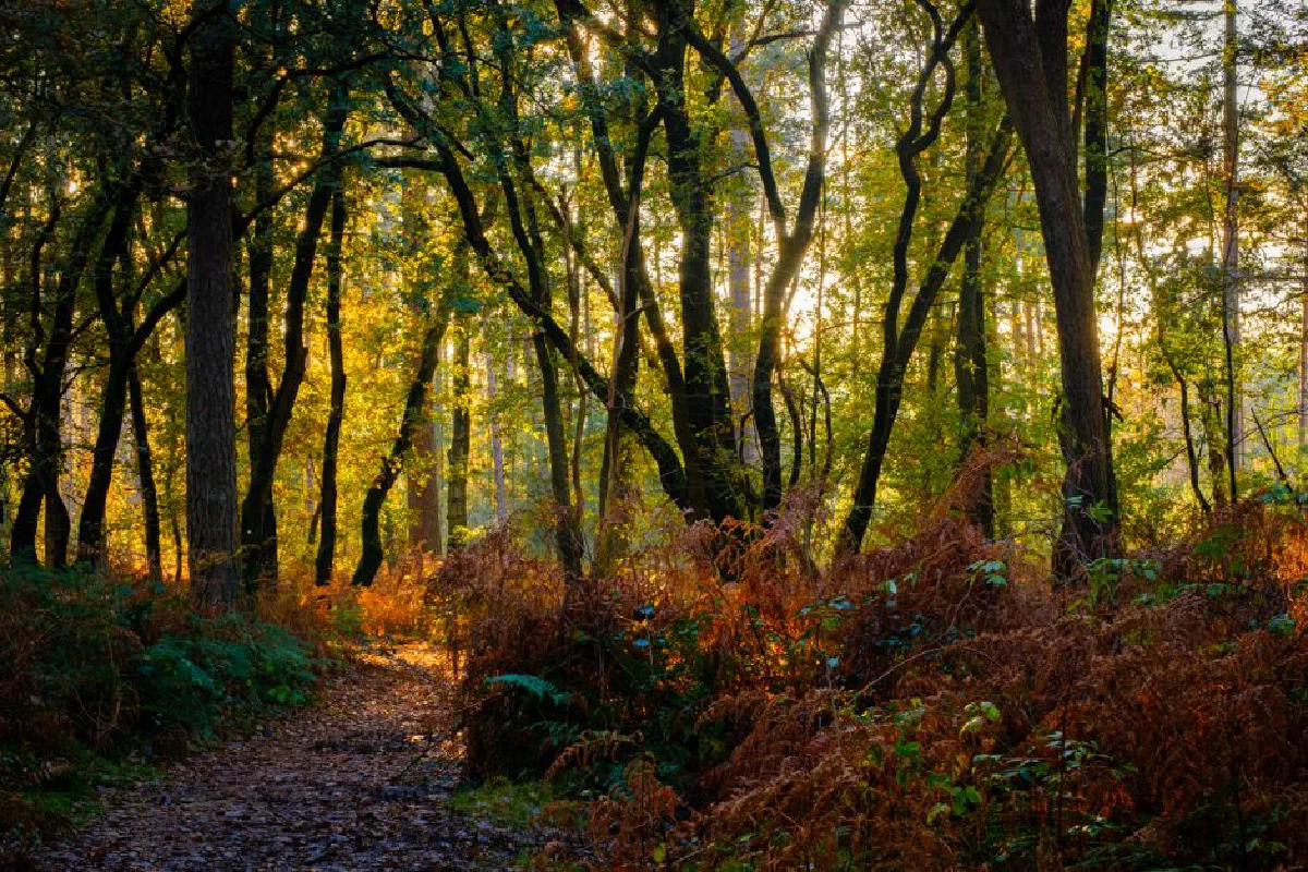 Sunlit path through a serene autumn forest in Lage Vuursche, Netherlands.
