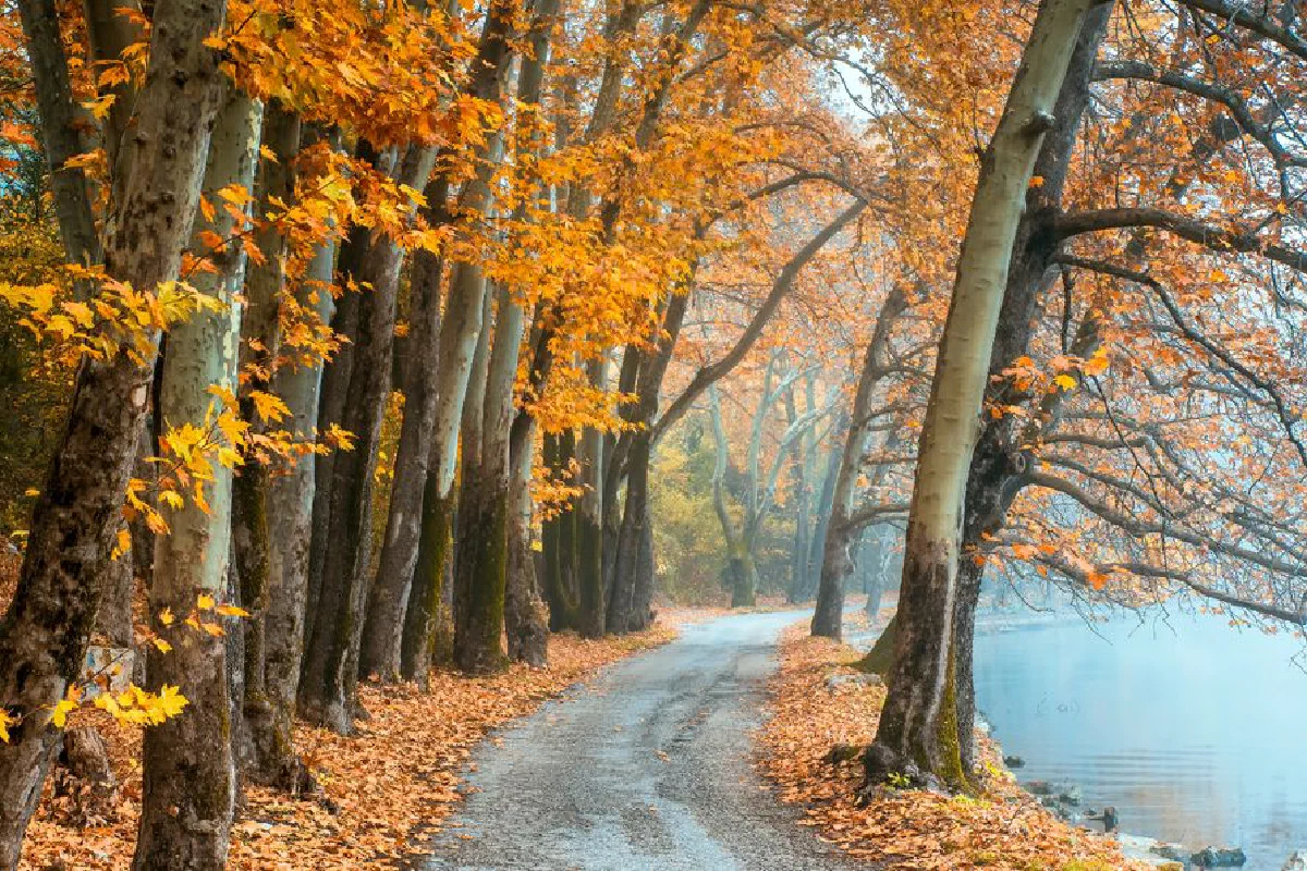 Scenic autumn view of a tree-lined pathway beside a tranquil lake in Kastoria, Greece