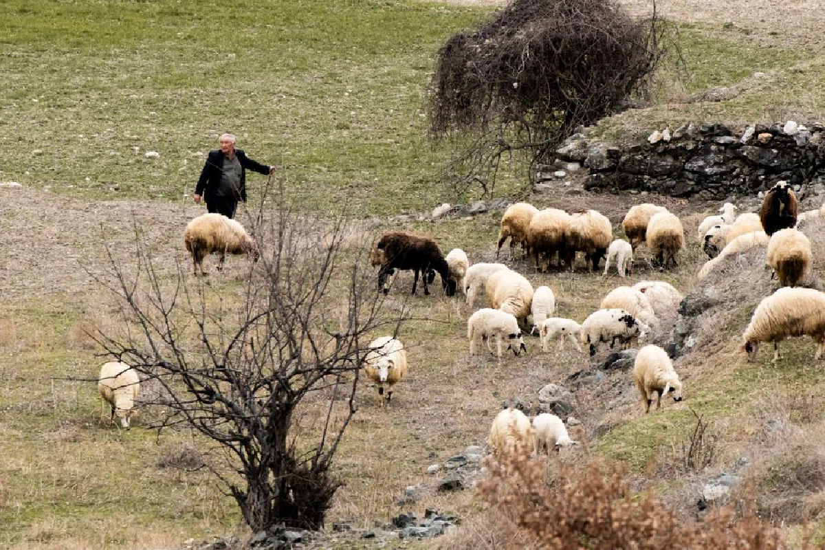 Shepherd guiding a flock of sheep in a peaceful rural meadow landscape.