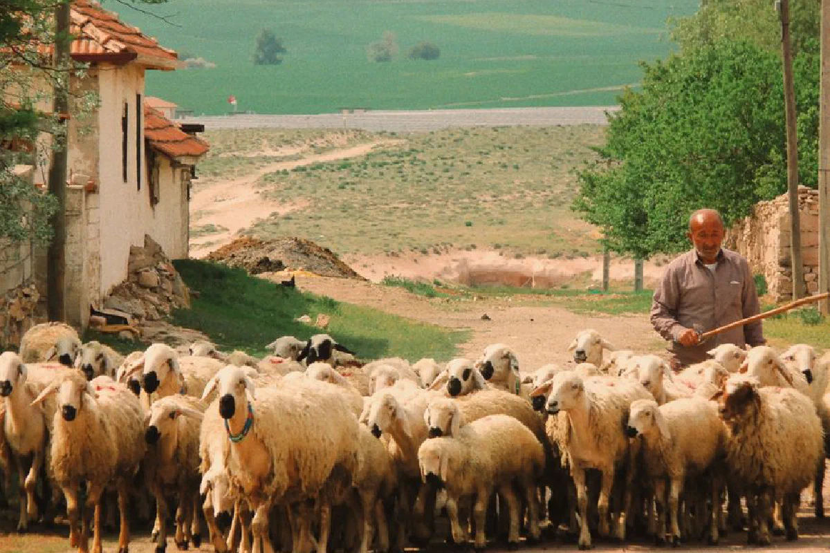 A shepherd guides a herd of sheep along a rural path on a sunny day.