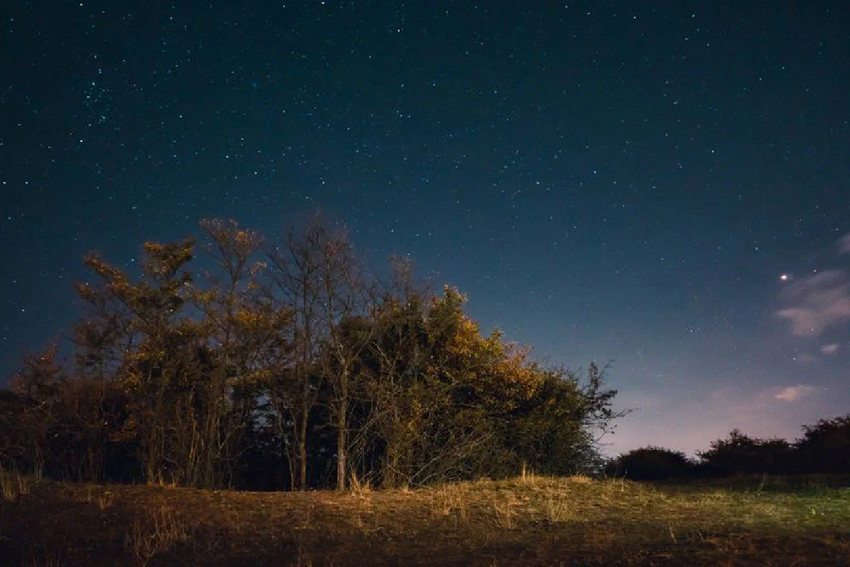 A serene, star-filled night sky above a picturesque forest landscape, capturing nature's beauty.
