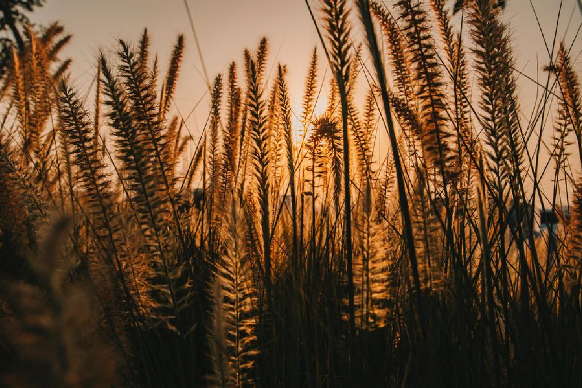 Enchanting silhouette of tall grass against a golden sunset sky in Lusail, Doha.
