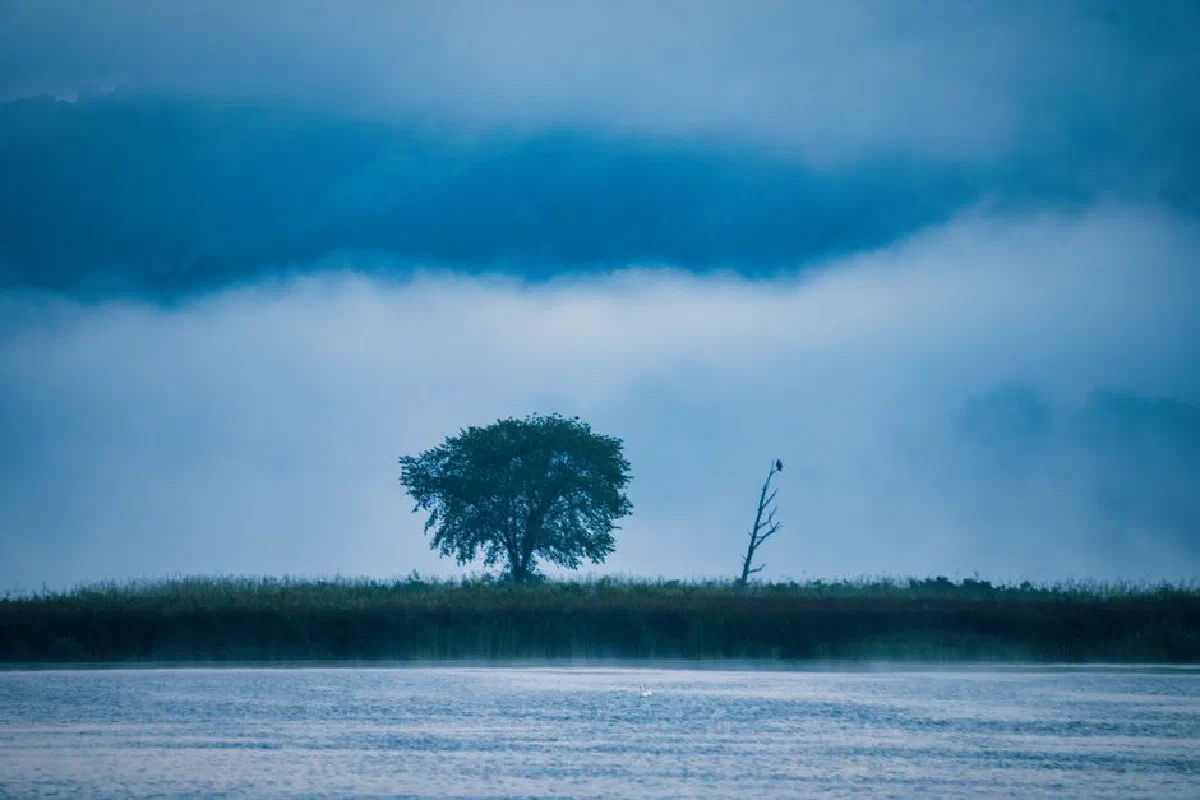 A peaceful scene capturing a single tree by a lake in foggy Wabasha, MN, USA.