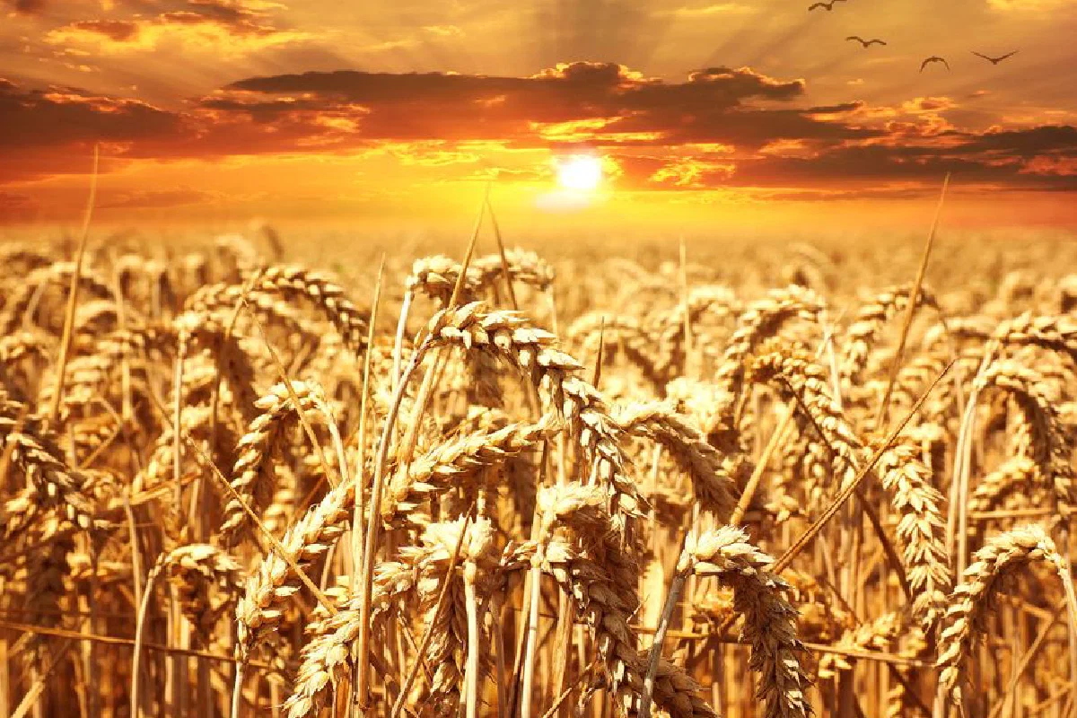 A stunning wheat field basking under a vibrant sunrise, showcasing agriculture's beauty.