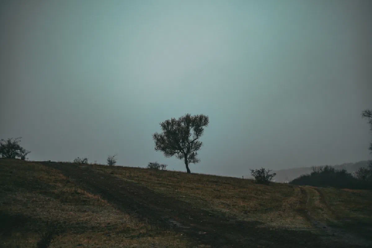 A solitary tree stands on a quiet rural path at twilight, creating a serene countryside scene.