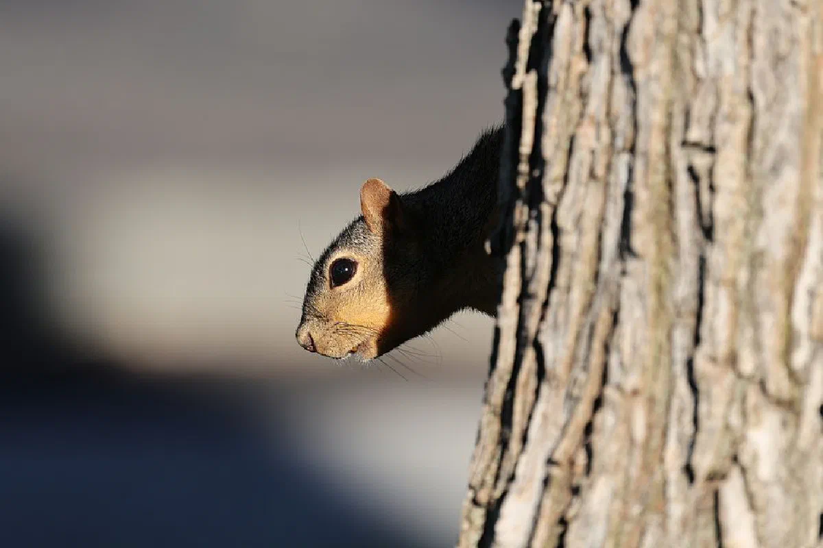 Eastern gray squirrel peeks from behind tree, showcasing wildlife curiosity in natural setting.