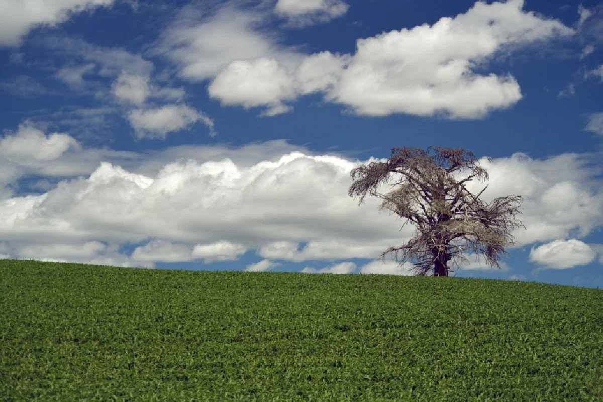 A solitary tree stands against a backdrop of fluffy clouds in a vibrant green field.