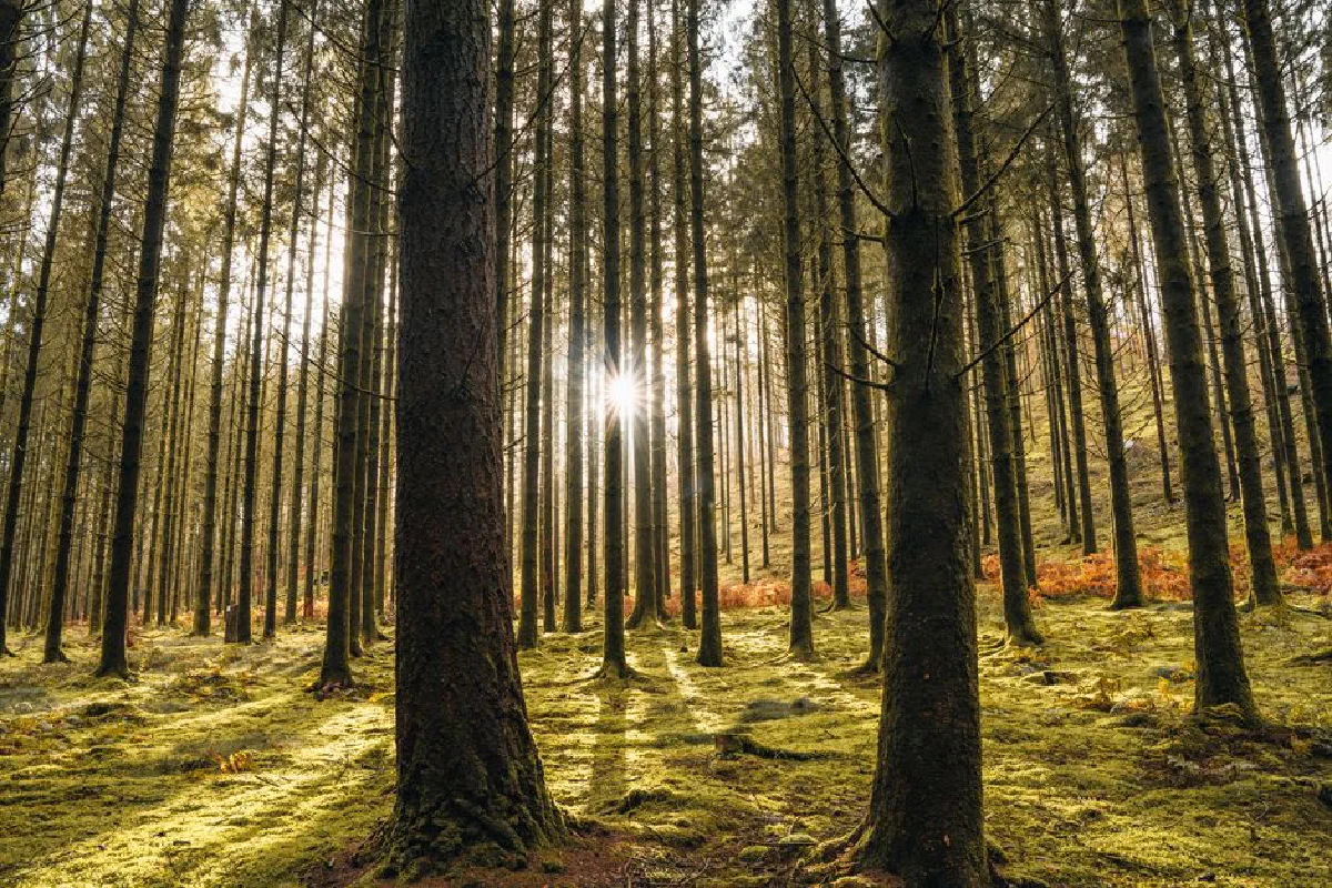 A serene view of sunlight filtering through tall trees in the Ardennes forest, Belgium.