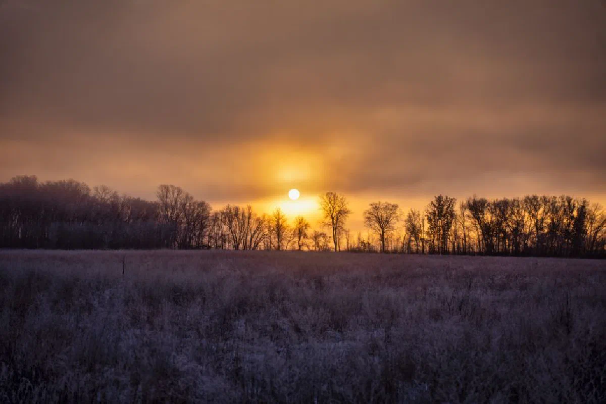 Beautiful winter sunrise over frosted fields and silhouettes of bare trees in Weaver, Minnesota.