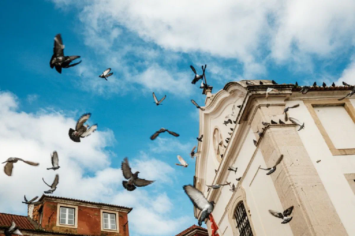 A flock of pigeons soaring in the clear sky beside a historic building facade.