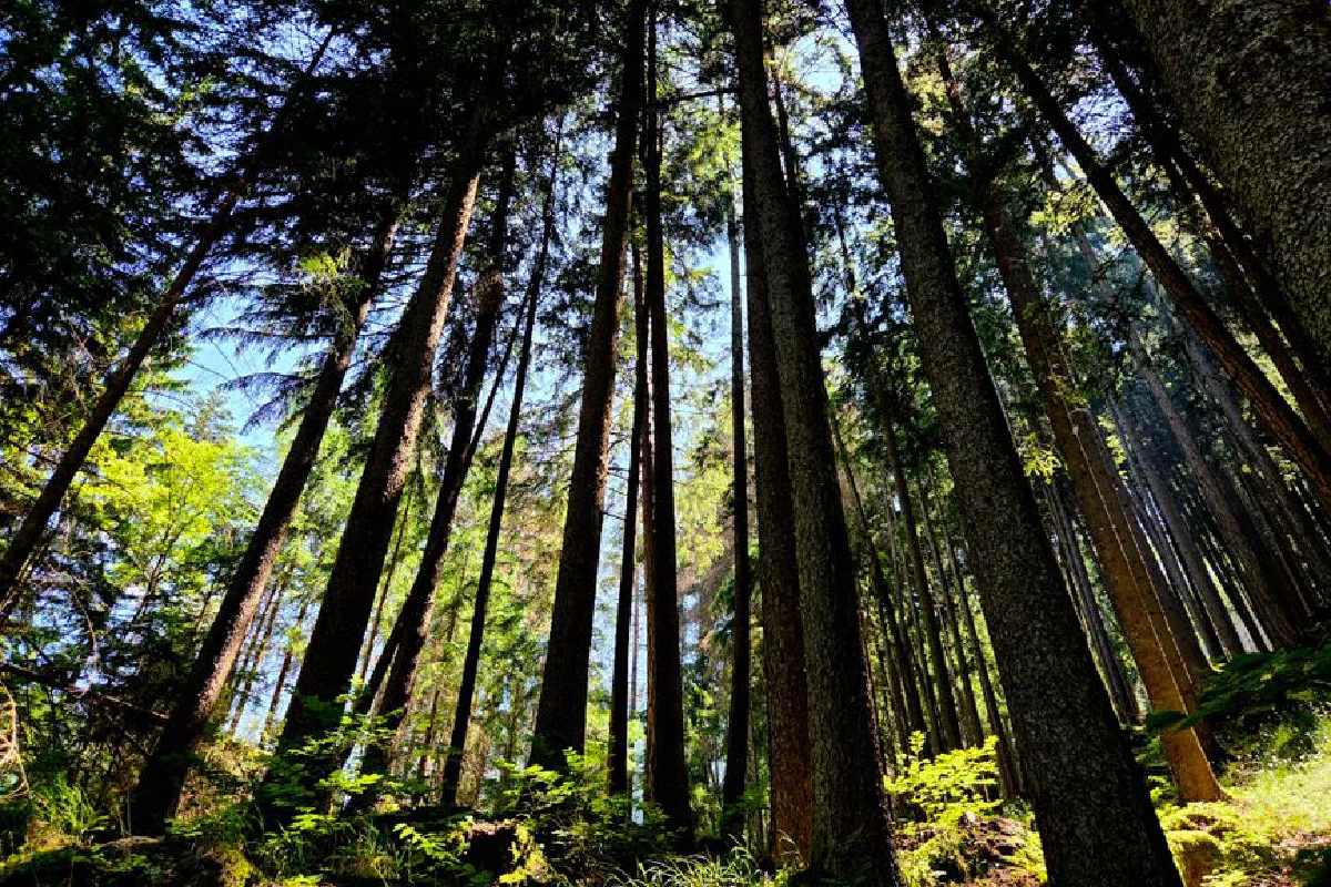 Tall forest trees rise majestically towards the sky, creating a serene woodland scene.
