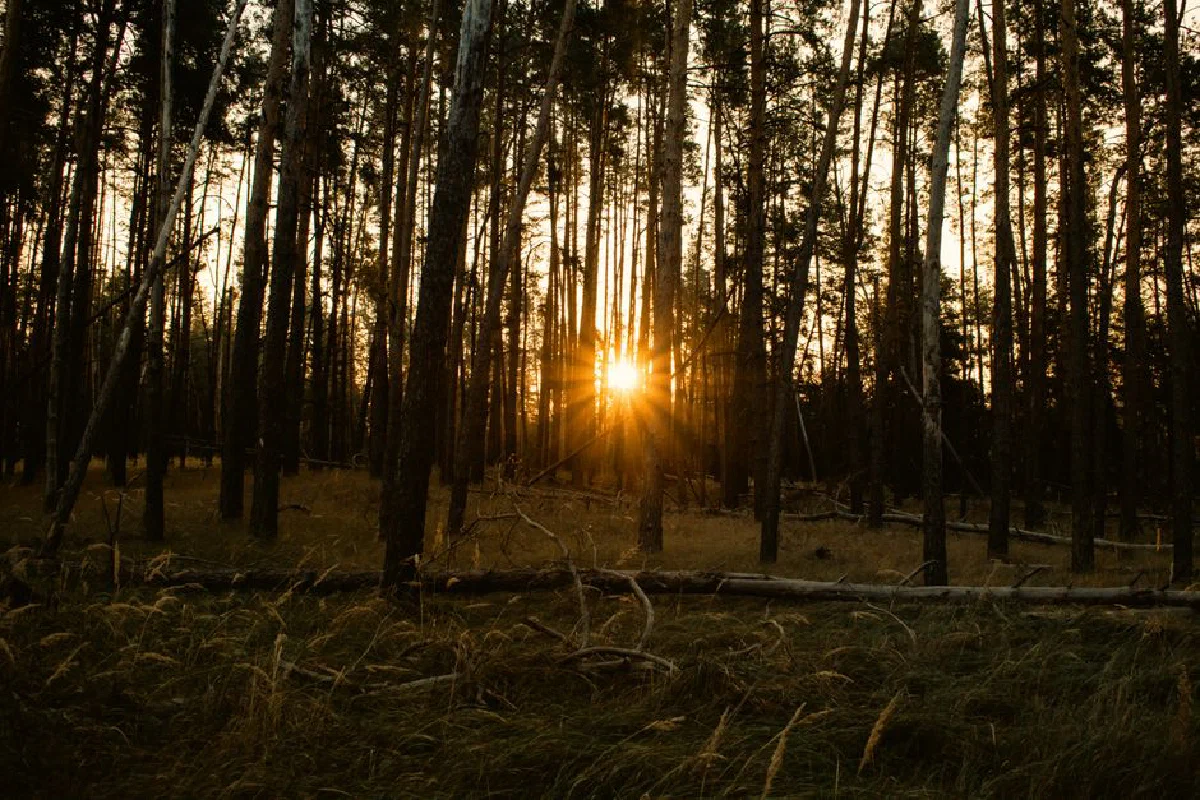 Golden sunlight filters through a serene forest, casting long shadows on the forest floor.