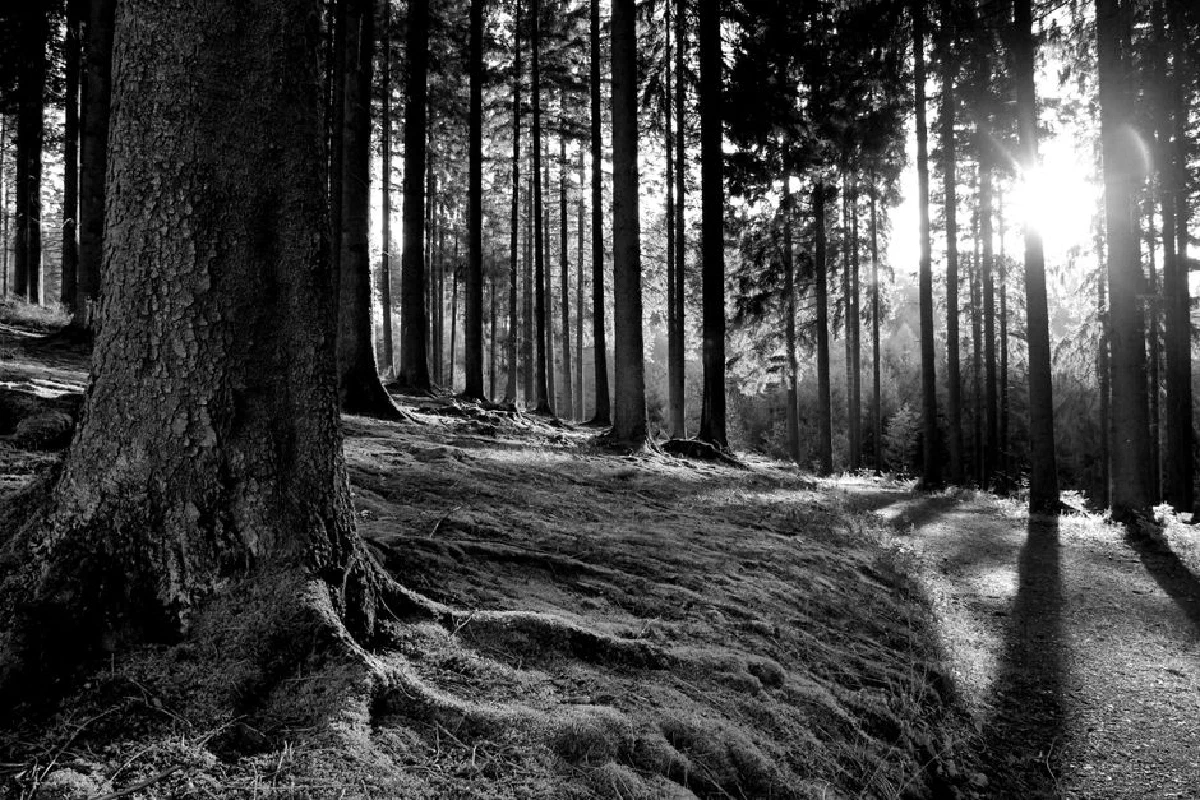 Peaceful forest landscape with sunbeams, creating dramatic shadows.