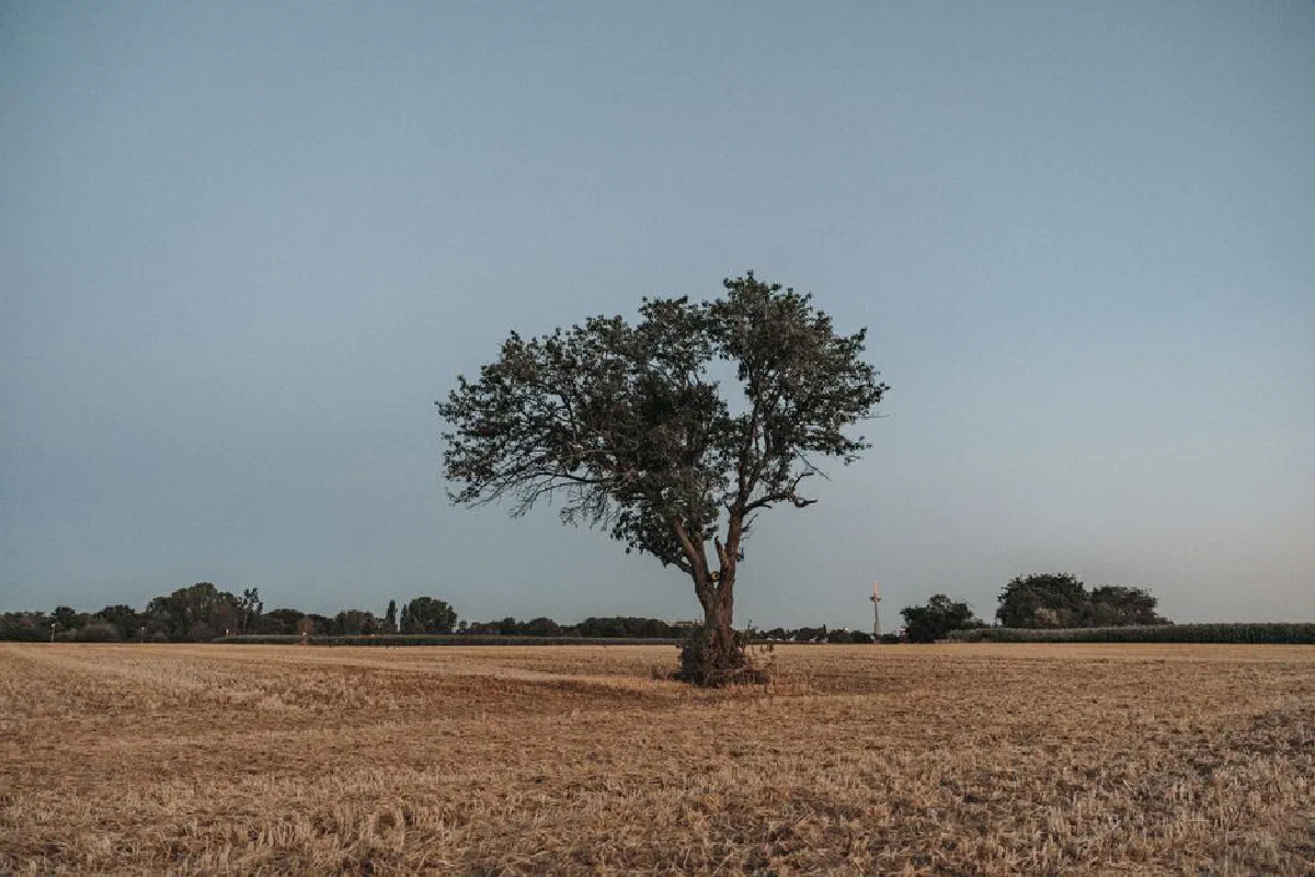 A lone tree stands in a vast, dry field under a clear blue sky during summer.