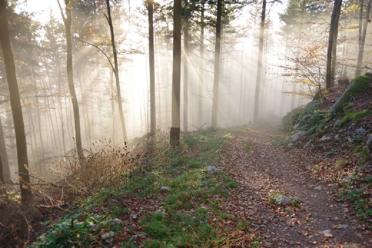 A serene forest path illuminated by the morning sun streaming through mist, creating a magical ambiance.