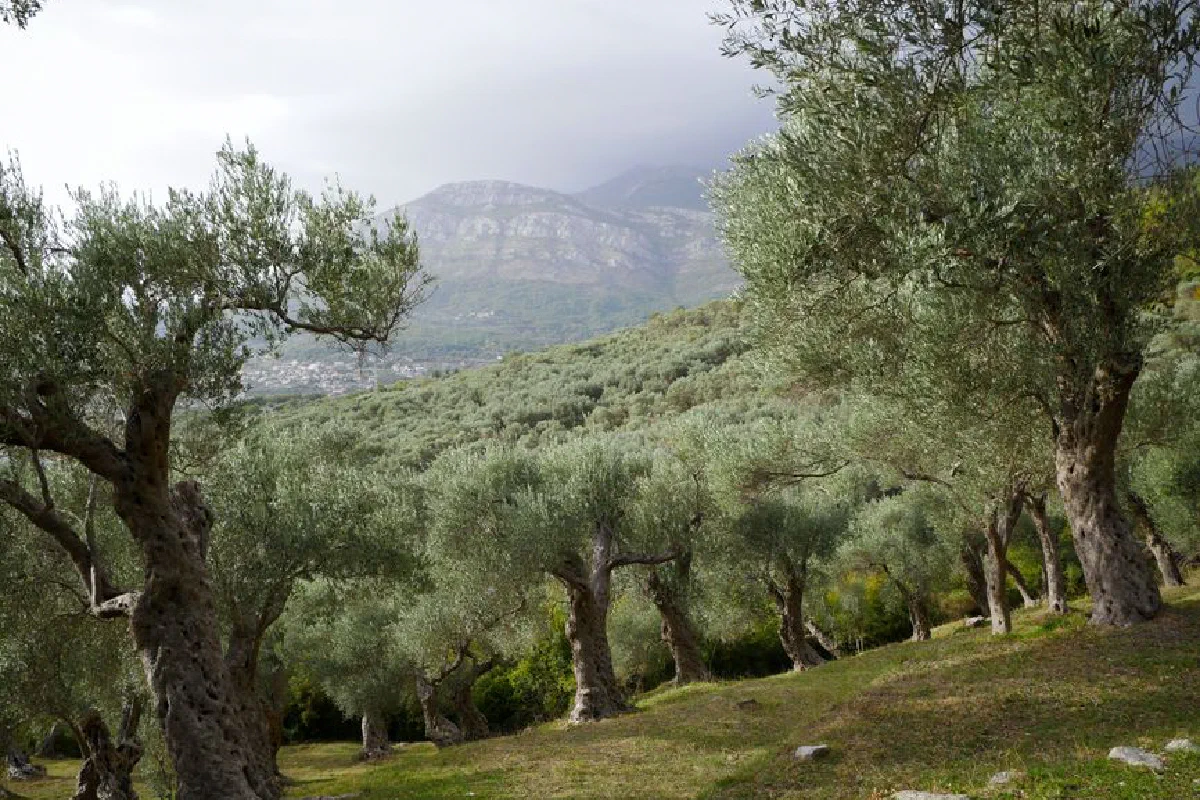 Scenic view of an olive grove against the Montenegrin mountains under a cloudy sky.