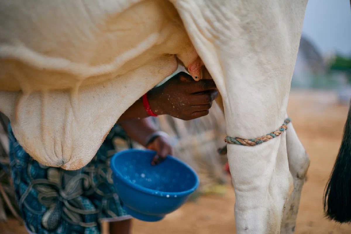 Close-up of traditional hand milking of a cow in a rural outdoor setting.