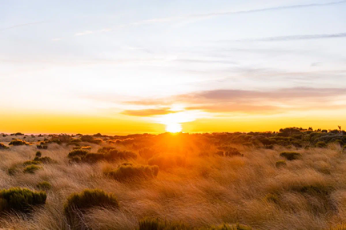 Vibrant sunset over a tranquil savanna landscape with lush bushes and grasses.