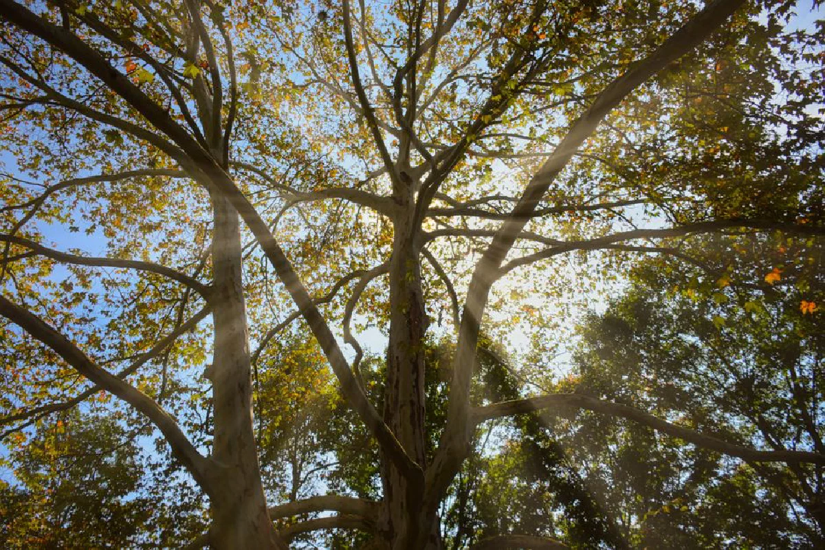 A low-angle view of tree branches with sunlight filtering through, highlighting autumn leaves.