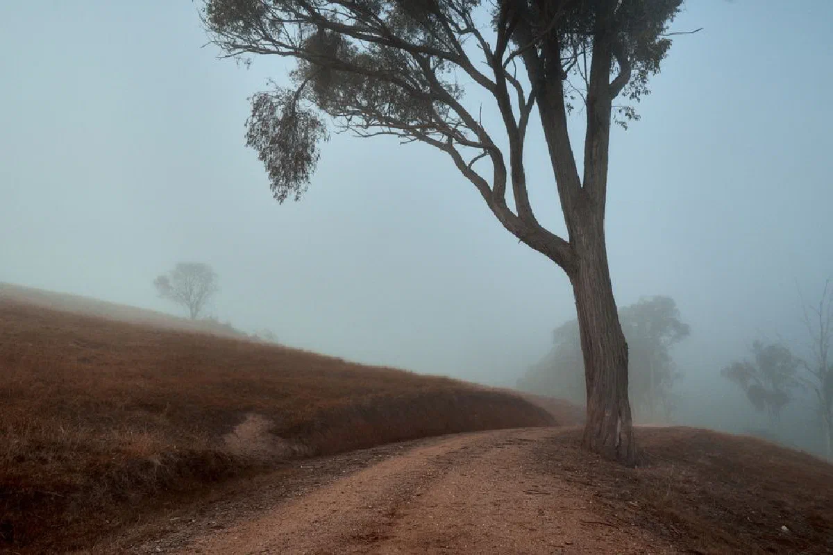 Atmospheric scene of a lone tree in a foggy field in Burrowye, Australia.