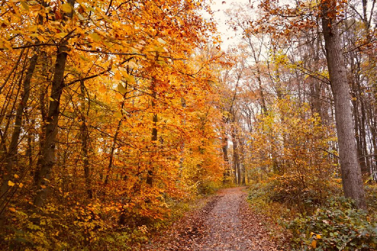A scenic forest path surrounded by vivid autumn foliage in rich warm colors.