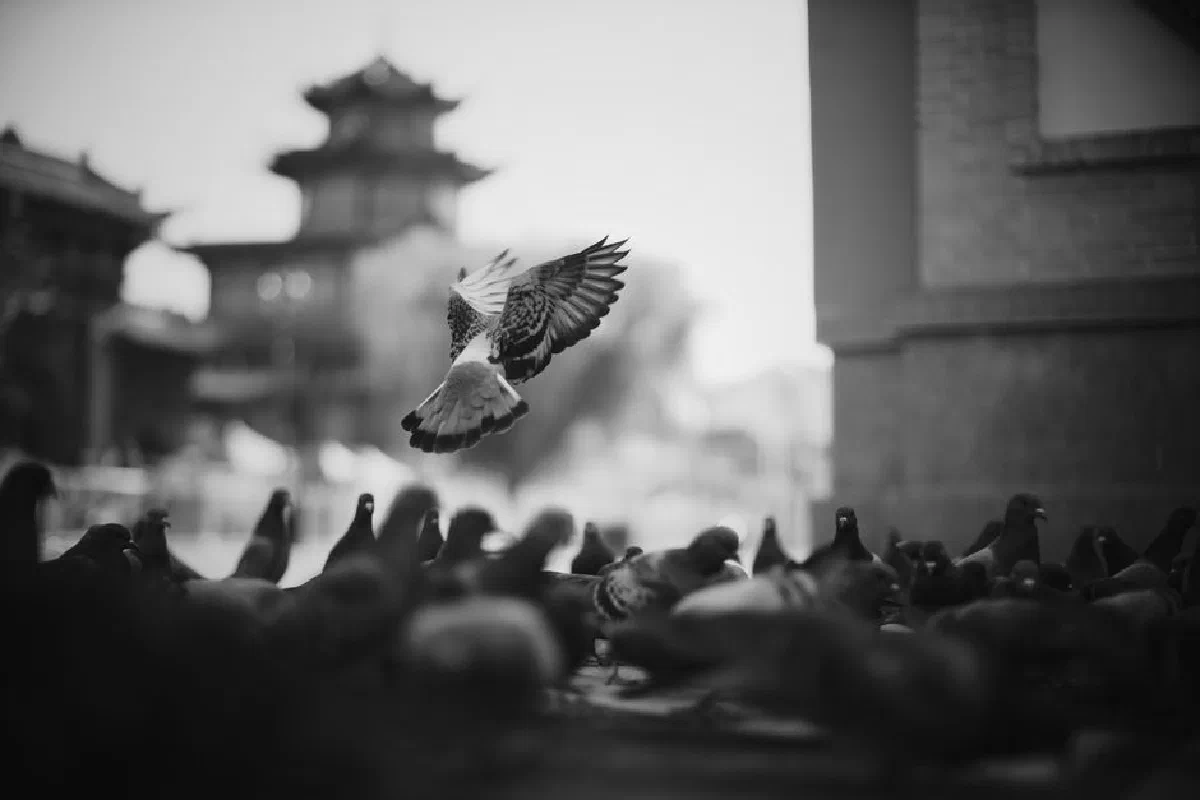 A striking monochrome image of pigeons in flight against a blurred architectural backdrop.