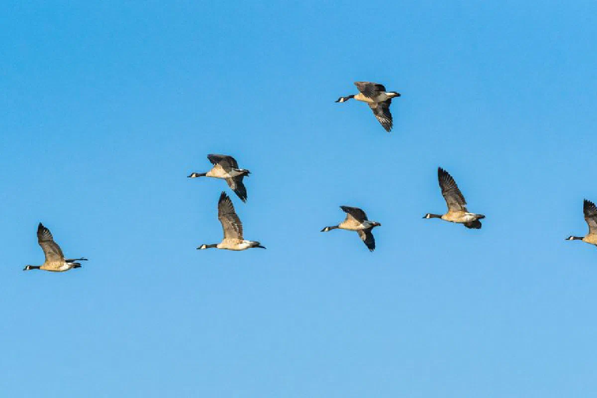 A flock of Canadian geese flying in formation against a clear blue sky.