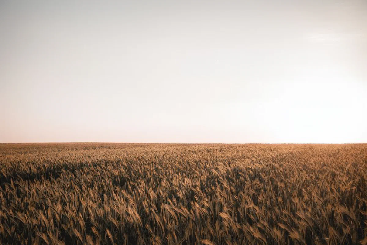 Serene sunset over a vast golden wheat field, capturing rural tranquility.