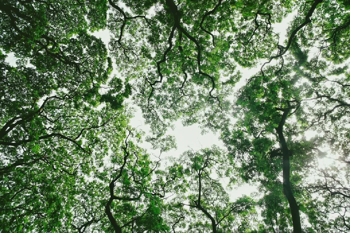 A vibrant green tree canopy viewed from below, with sunlight gently filtering through the leaves.