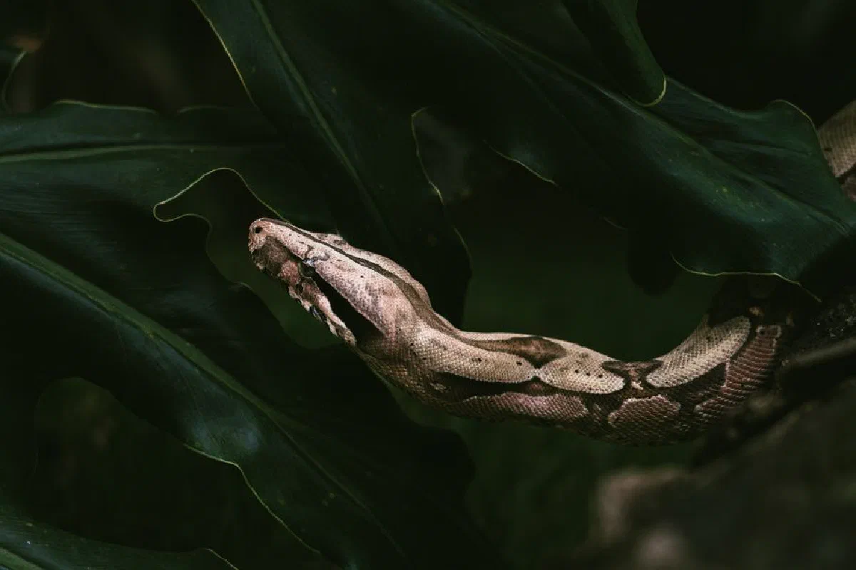 Capture of a boa constrictor slithering through dense green leaves in a jungle setting.