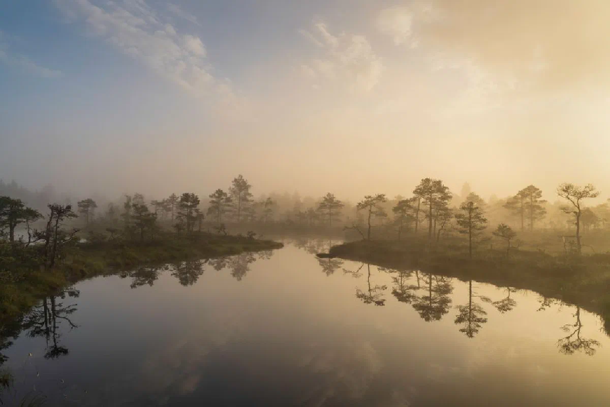 Serene foggy sunrise over a mirror-like wetland landscape reflecting sparse trees.