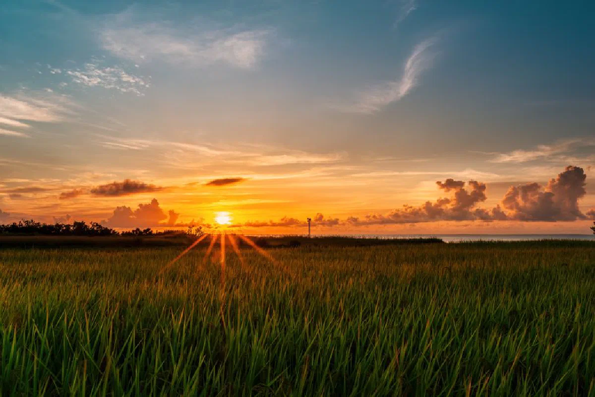 Breathtaking sunrise over lush rice fields in Hualien County, Taiwan, capturing nature's beauty.