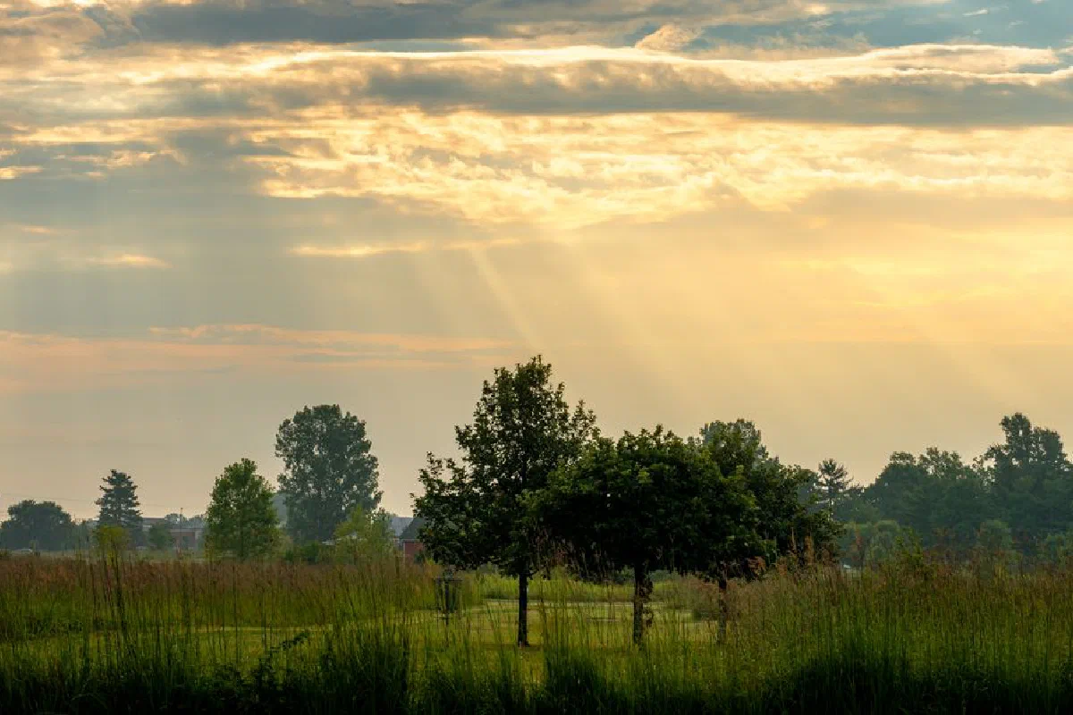Peaceful sunrise over a rural field with trees and sunlight streaming through clouds.