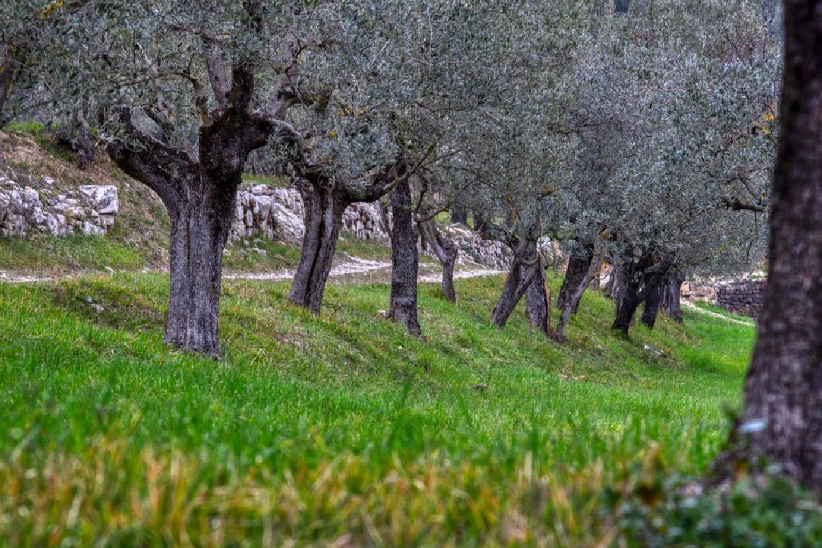 Peaceful olive grove with lush green grass and rustic stone walls, perfect for nature scenes.