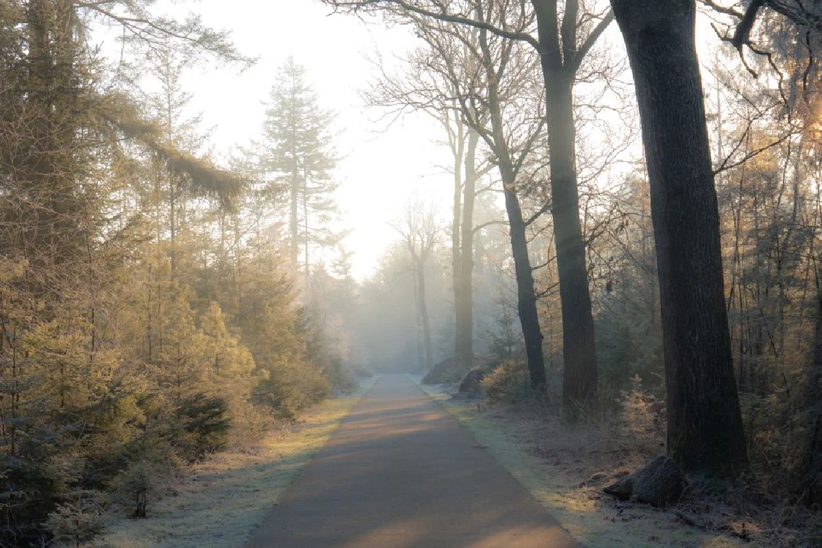 A serene winter morning with mist along a forest path in Ruinen, Drenthe, Netherlands.