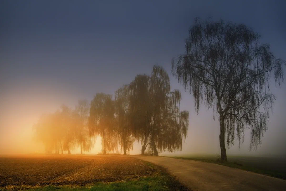 Atmospheric sunrise in a foggy countryside with silhouetted trees along a winding road.
