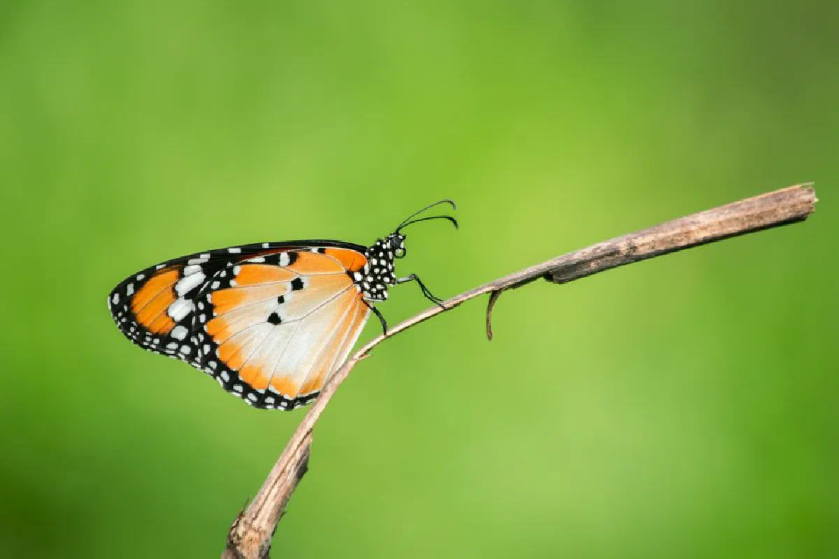 Close-up of a vibrant monarch butterfly resting on a twig with a soft green background.