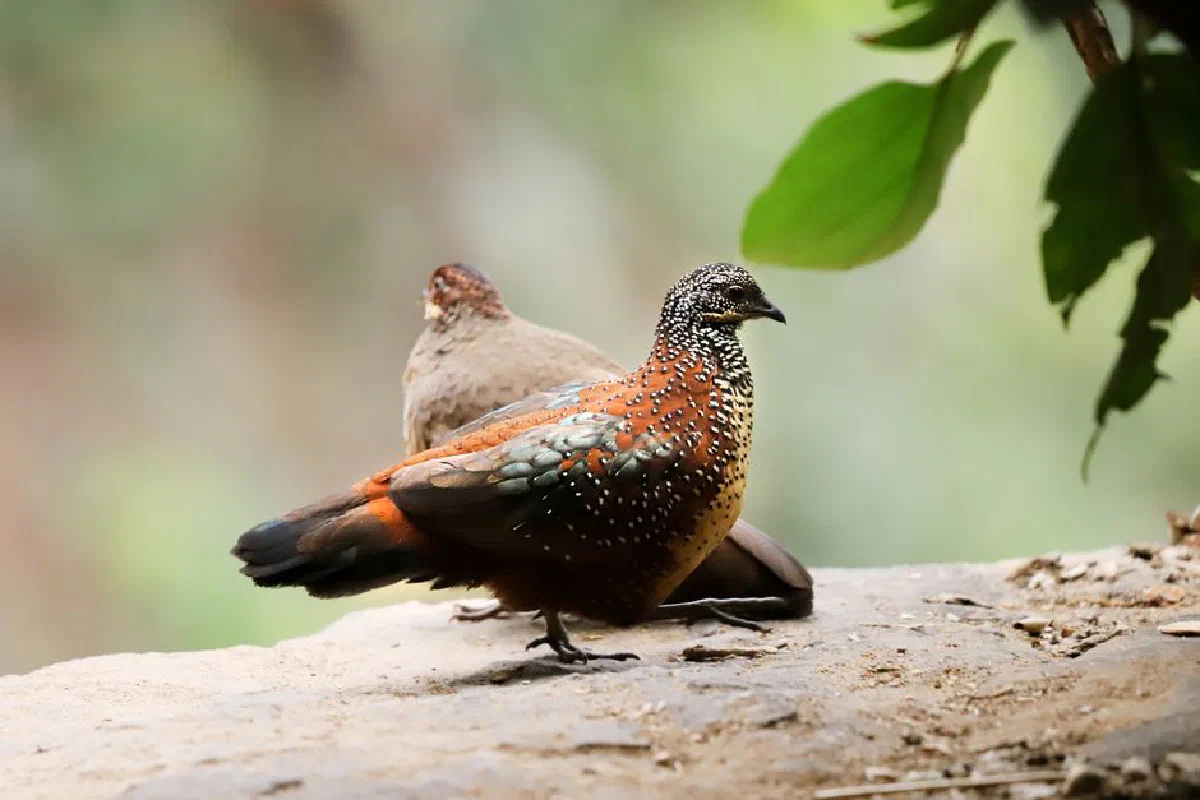 Two vibrantly colored birds with intricate patterns on a rock outdoors.