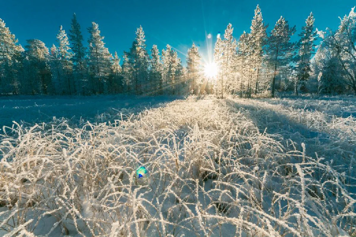 A bright winter day with sunrays shining through a frosty forest, creating a scenic snowy view.