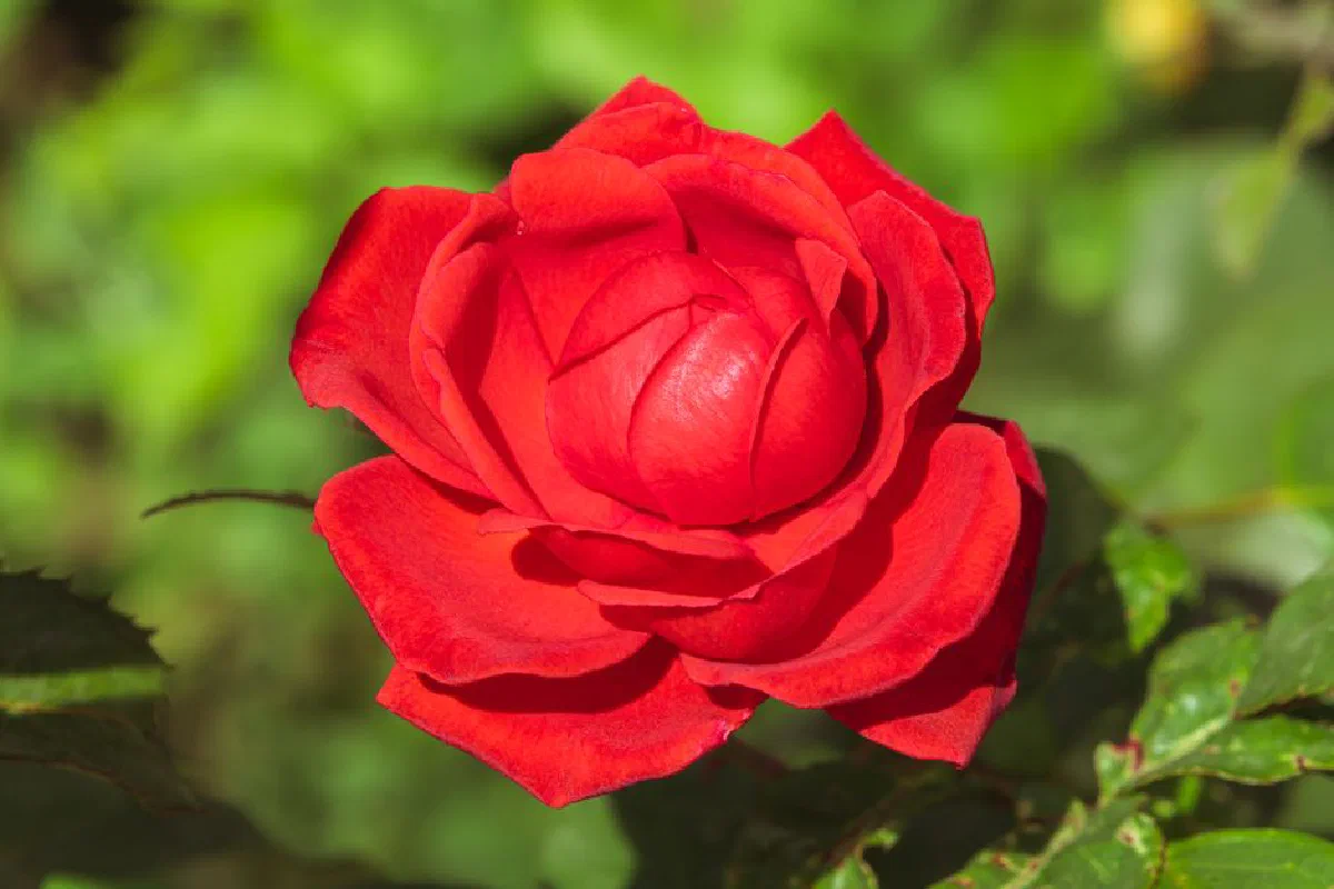 Close-up of a vibrant red rose in full bloom against a lush green background.