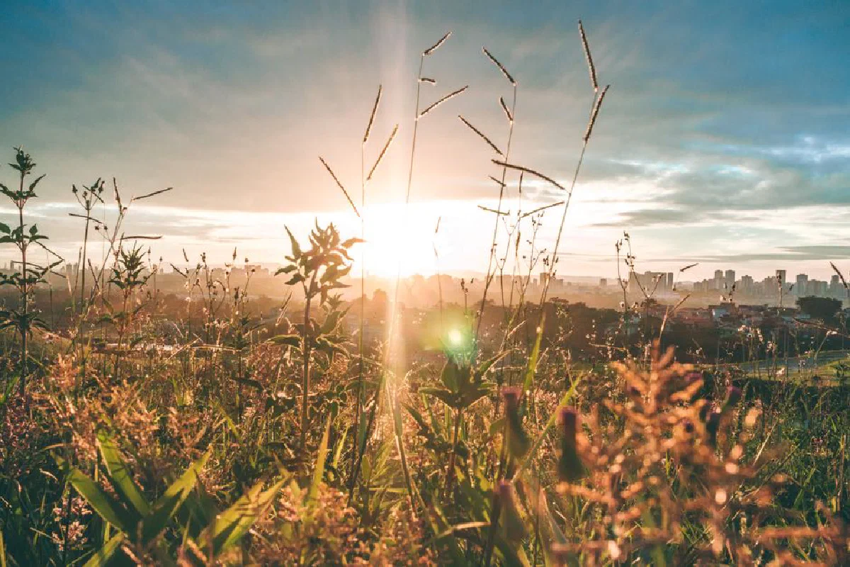 A breathtaking sunset casts a warm glow over a lush field, capturing the beauty of nature at dusk.