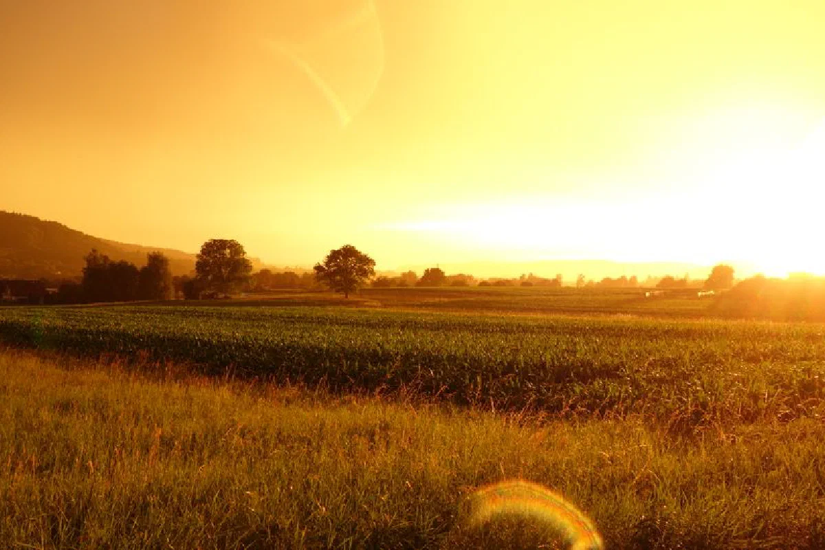 A serene sunrise illuminating a green farmland landscape, capturing the beauty of nature.