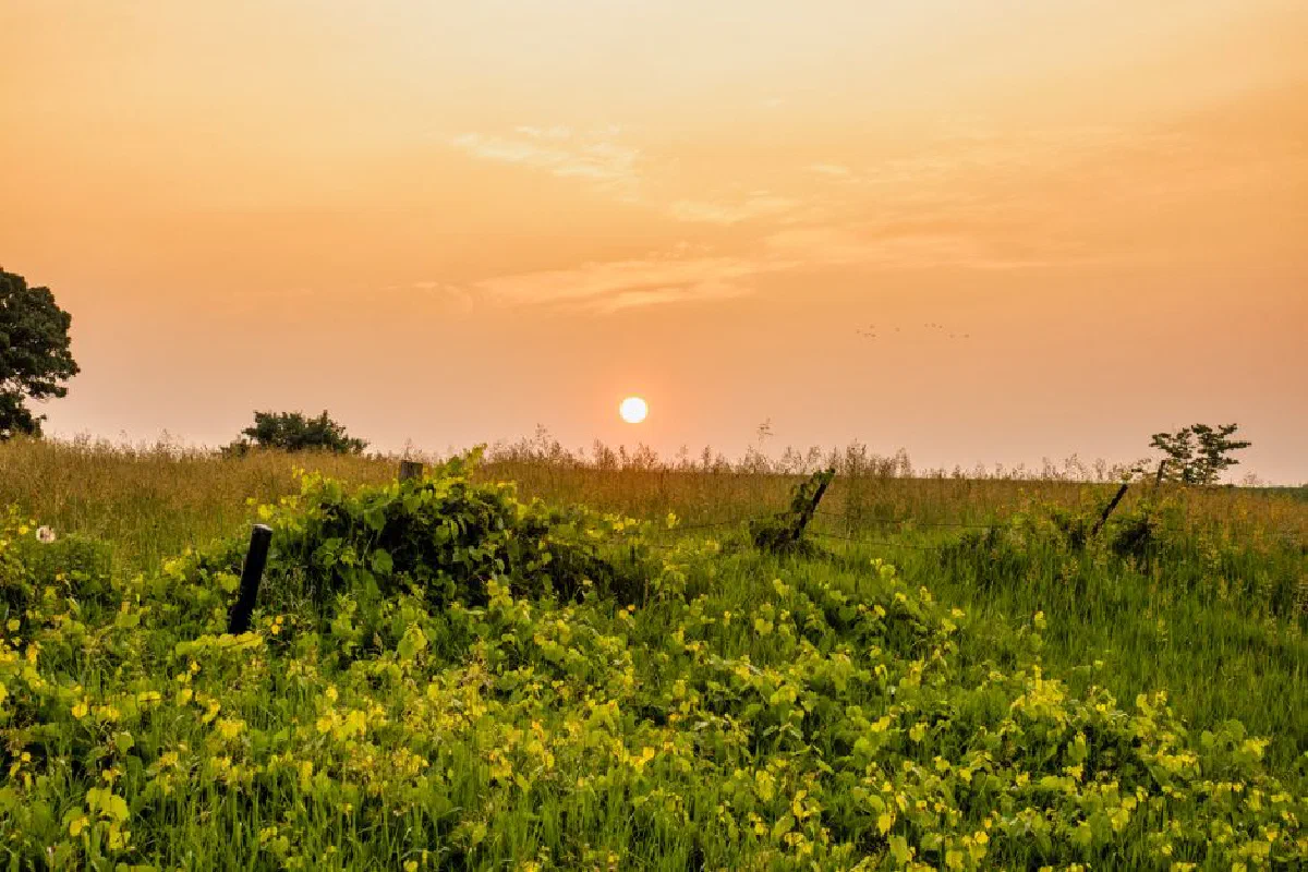 Peaceful sunrise in West Albany, MN with lush green fields and vibrant sky.