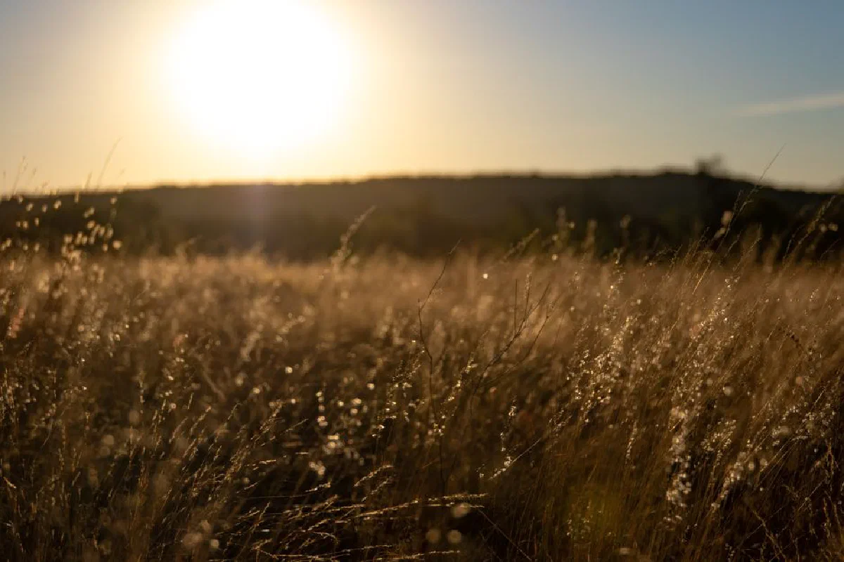 Serene sunset casting golden hues over a peaceful grassy field.