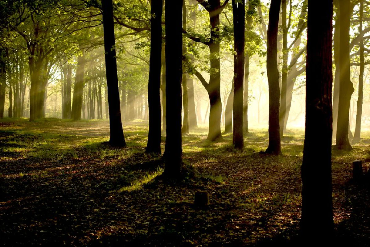 Sunlight streams through trees creating a magical komorebi effect in a serene forest.