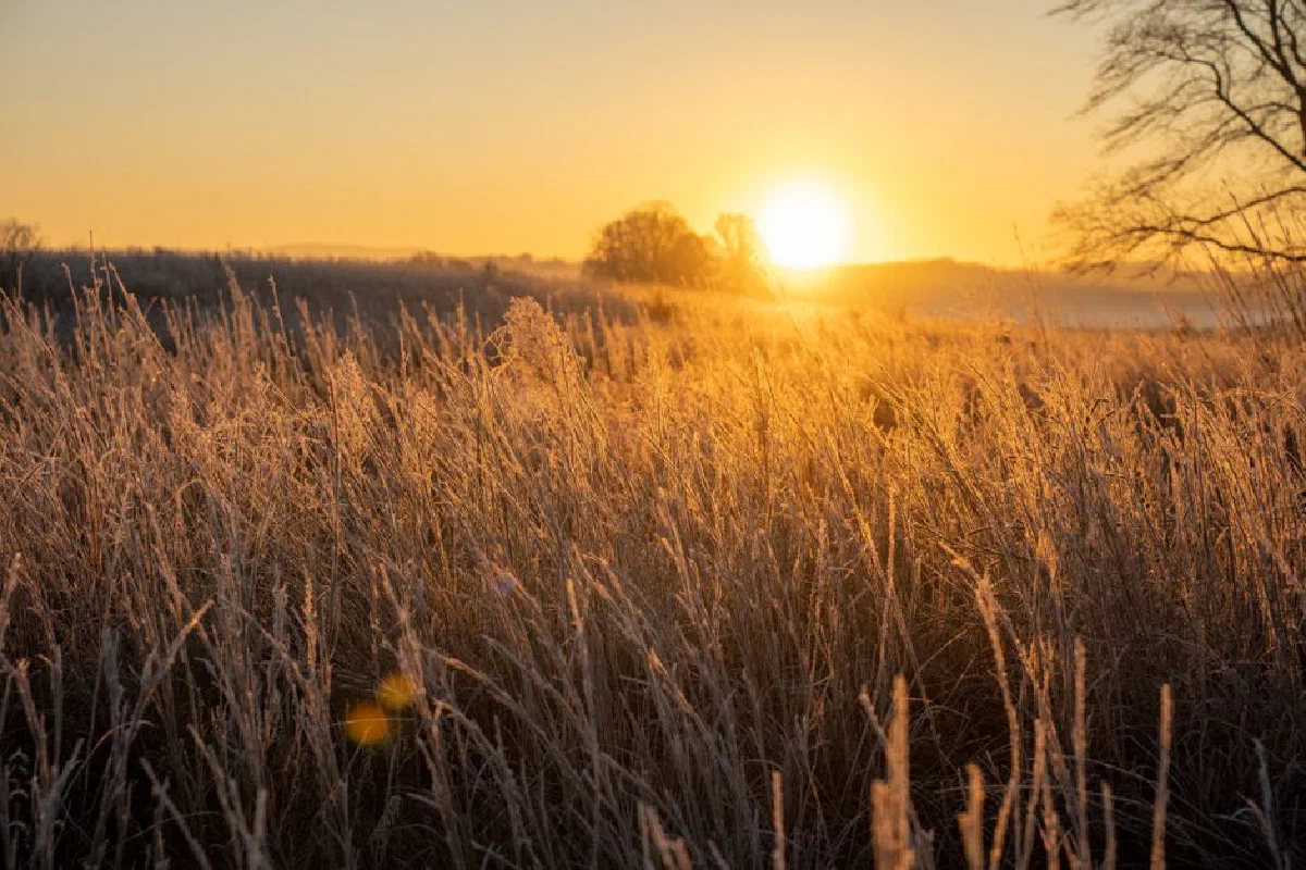 Sunrise over frosty grasses in West Newton, MN, capturing golden light and tranquil nature.